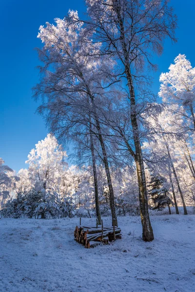 Foresta ghiacciata all'alba in inverno — Foto Stock