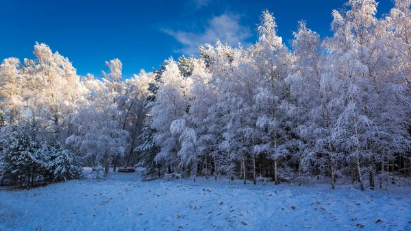 Beautiful frosted forest in winter — Stock Photo, Image