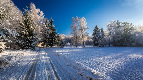 Frusna skogen i gryningen på vintern — Stockfoto