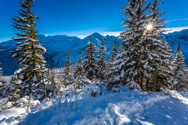 Sendero de montaña de invierno soleado — Foto de Stock