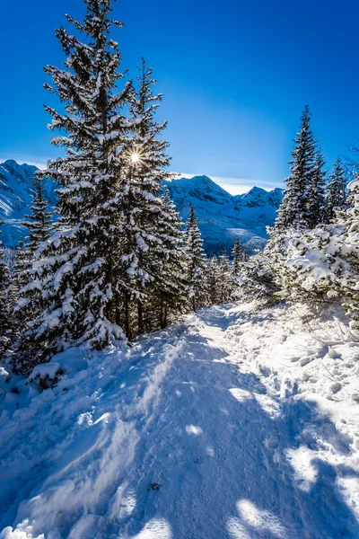 Expedición de invierno soleado a las montañas — Foto de Stock