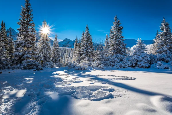 Invierno frío amanecer en las montañas —  Fotos de Stock