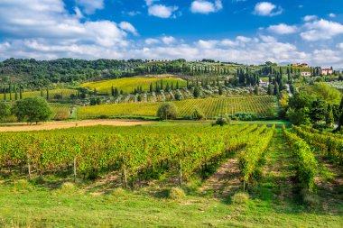Vineyard near Montalcino in Tuscany clipart
