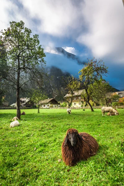 Schapen op de weide in de Alpen bij zonsopgang — Stockfoto