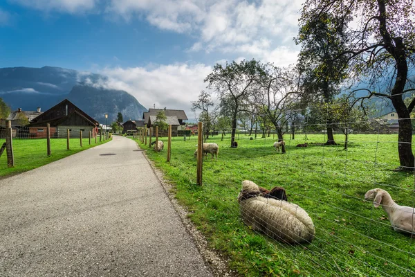 Pascolo in un piccolo borgo delle Alpi — Foto Stock