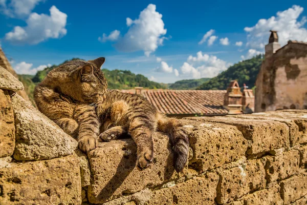 Cat lying on a stone wall — Stock Photo, Image