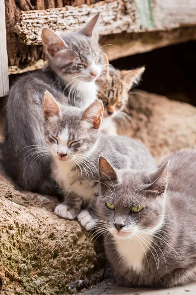 Small kittens with mom in Tuscany — Stock Photo, Image