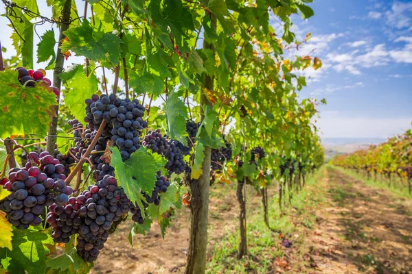 Vingården full av mogna druvor i Toscana — Stockfoto