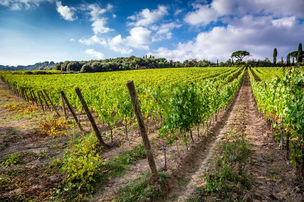 Campos de uvas en verano, Toscana — Foto de Stock