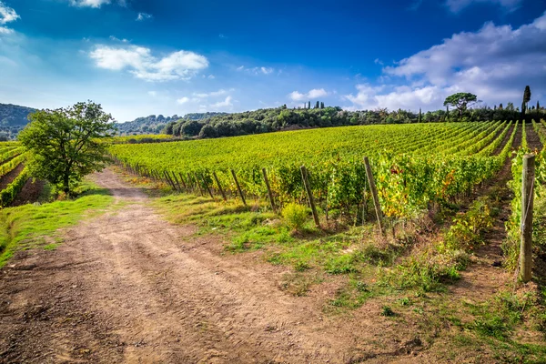 Eindeloze velden van wijnstokken in Toscane — Stockfoto