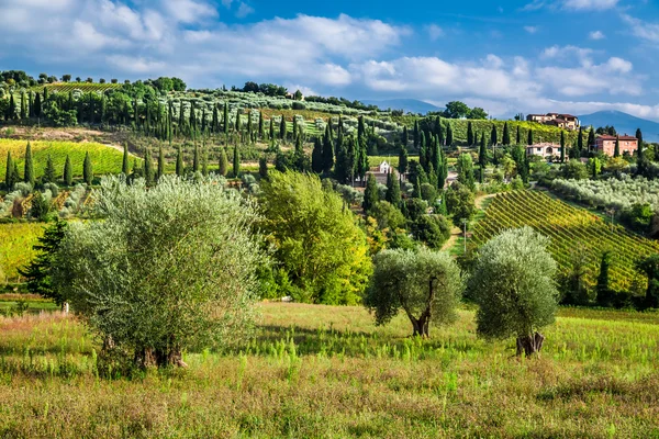 Vingårdarna amd oliv träd i Toscana — Stockfoto