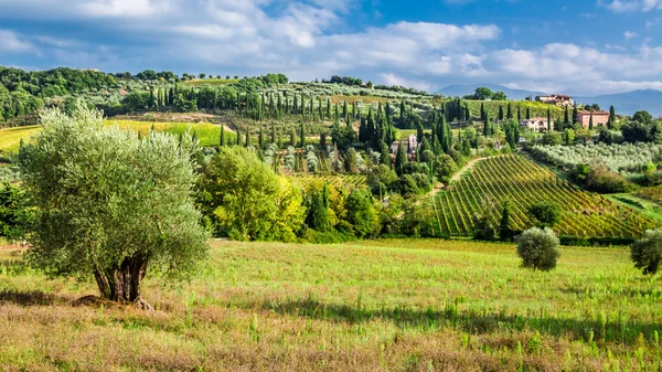Оливковые деревья и виноградники Тосканы — стоковое фото