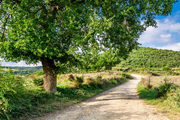 Olijfbomen en wijngaarden in een klein dorp in Toscane — Stockfoto