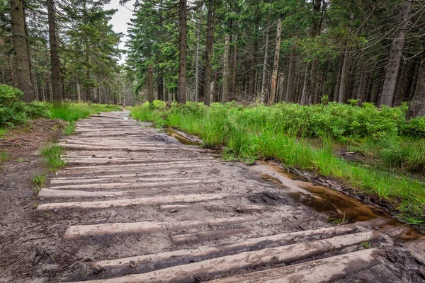 Trä berg spår i skogen — Stockfoto