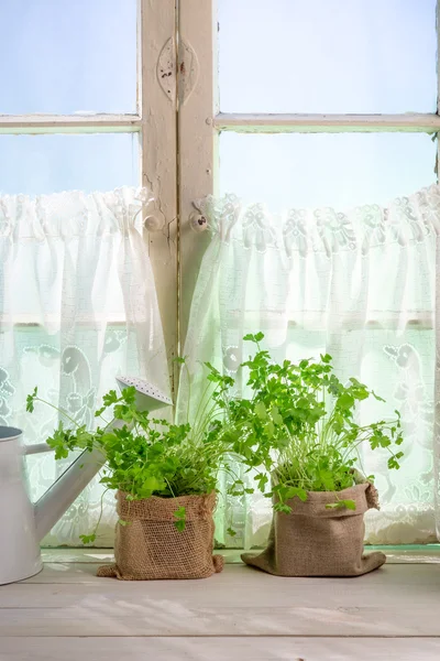 Fresh herbs near old rural window — Stock Photo, Image