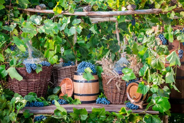 Grape harvest in a village in old fashioned style — Stock Photo, Image