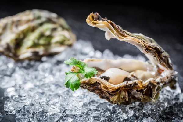 Välsmakande ostron i skalet på black rock — Stockfoto