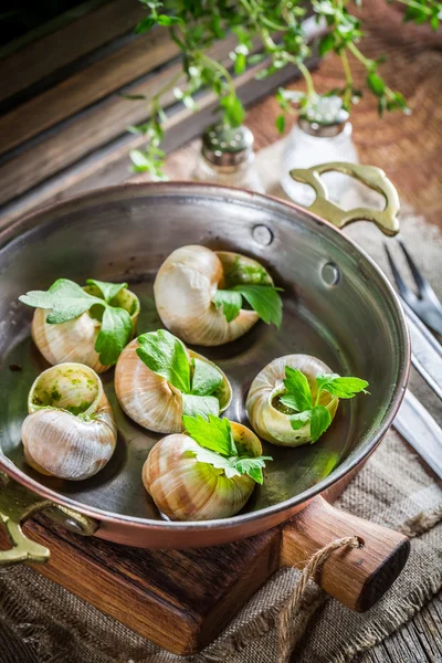 Hot and fresh snail — Stock Photo, Image