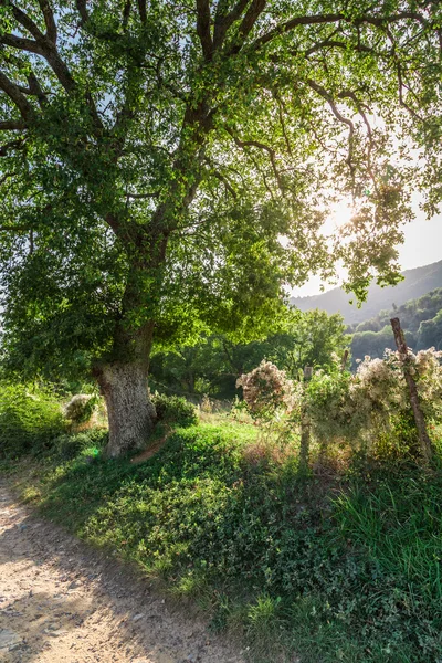 Bomen en landweg in Toscane, Italië — Stockfoto