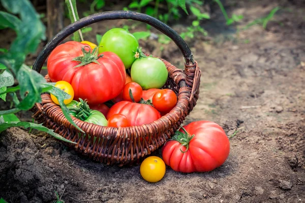 Vários tomates no chão — Fotografia de Stock