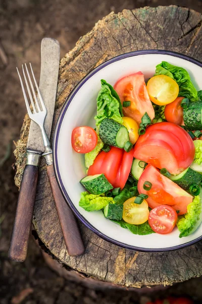 Bunter vegetarischer Salat aus dem Gewächshaus — Stockfoto