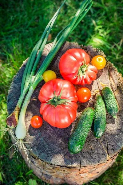 Здорові овочі в сонячний день — стокове фото