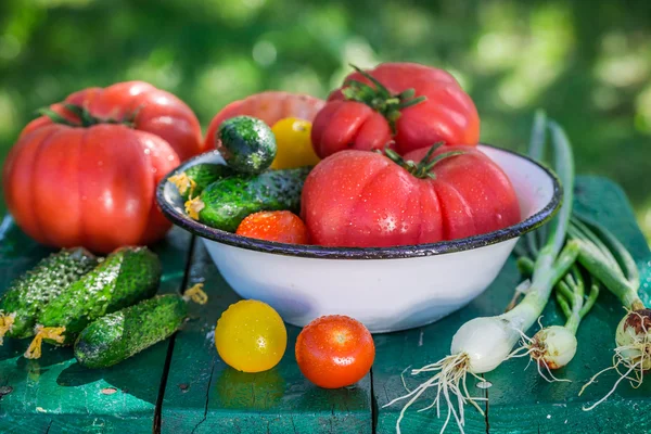 Mélange coloré de légumes de serre — Photo