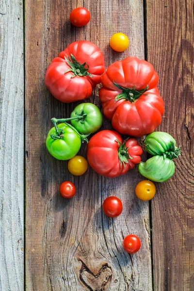 Tomates maduros no campo — Fotografia de Stock