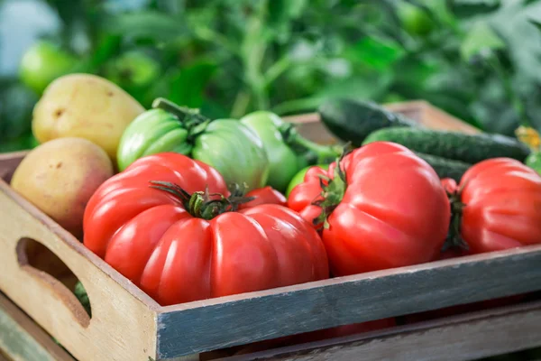 Повний вітамінів овочів в теплиці — стокове фото