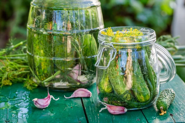 Fresh pickled cucumbers in garden — Stock Photo, Image