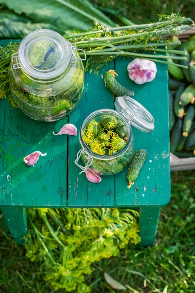Preparazione per cetriolini in giardino — Foto Stock