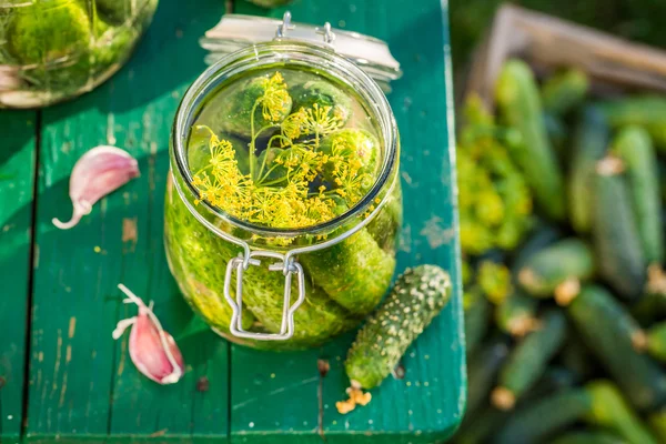 Produção de pepinos no campo — Fotografia de Stock