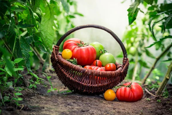 Tomates frescos en canasta de mimbre — Foto de Stock