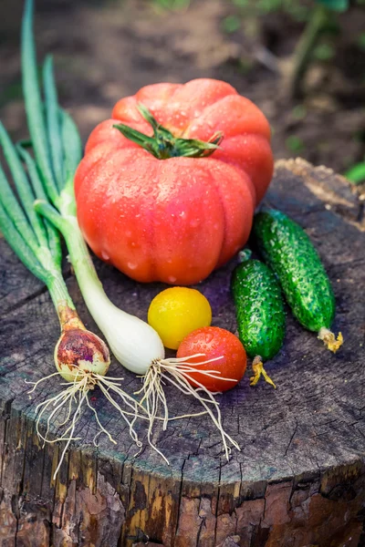 Verduras caseras del campo — Foto de Stock