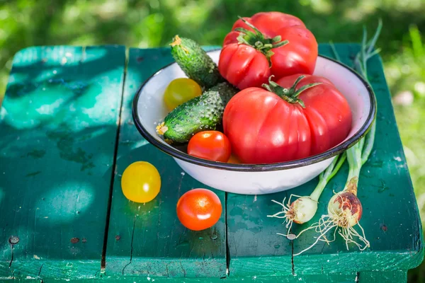 Colorful vegetables from greenhouse — Stock Photo, Image