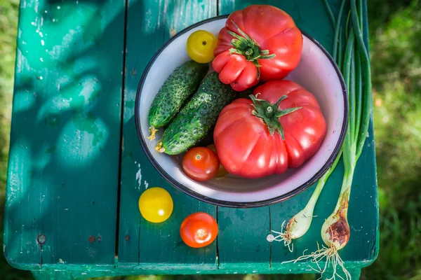 Барвисті овочі в сонячний день — стокове фото