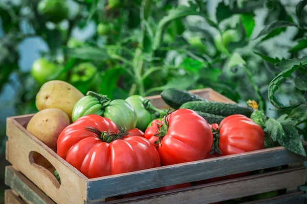 Різні помідори та огірки до продуктових магазинів — стокове фото