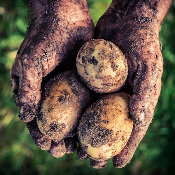 Rijp aardappelen in handen — Stockfoto