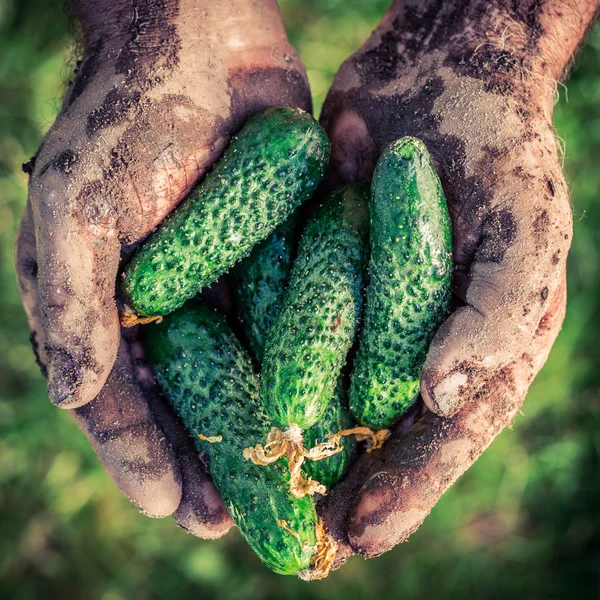 Rijp komkommers in handen — Stockfoto