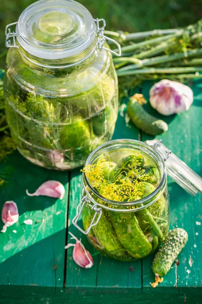Ingredienser för gurka i trädgården — Stockfoto