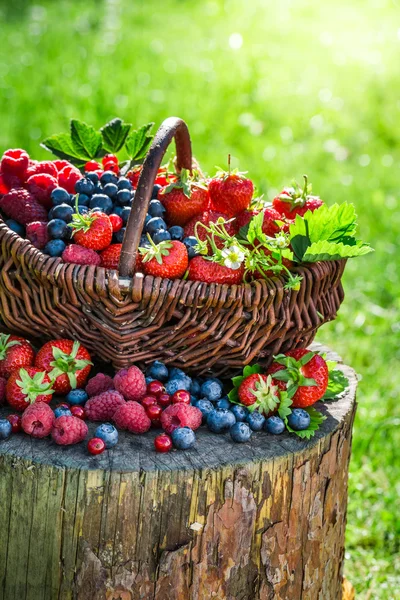 Rijp bessen vruchten in mand — Stockfoto
