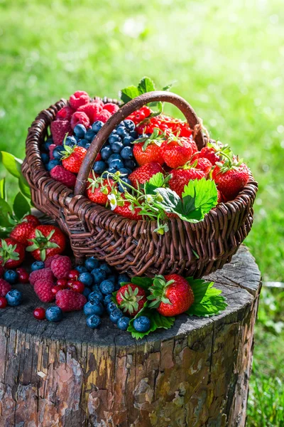 Rijp bessen vruchten in zonnige dag — Stockfoto