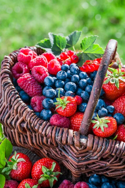 Здоровые ягоды в корзине — стоковое фото