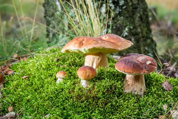 Unika ädla svampar i skogen vid soluppgången — Stockfoto