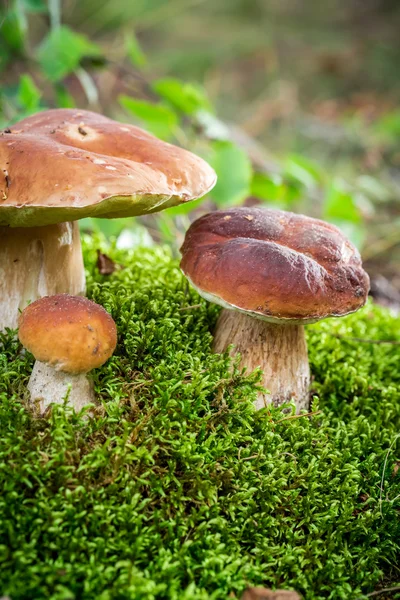 Несколько благородных грибов на мху в лесу — стоковое фото