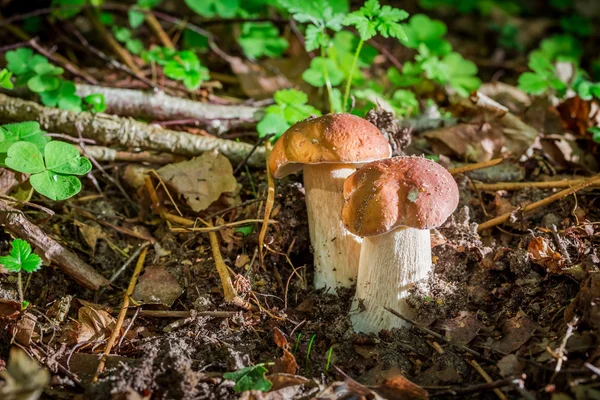 Due piccoli funghi porcini nel bosco — Foto Stock