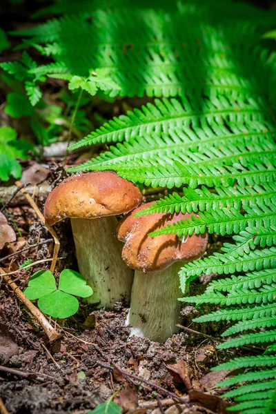 Twee kleine boletus onder de fern — Stockfoto