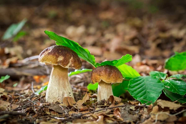 Two boletus mushrooms in oak forest — Stock Image Two boletus mushrooms in oak forest Royalty Free Stock Photos