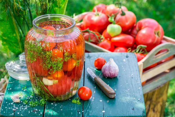 Свежие консервированные помидоры в саду — стоковое фото