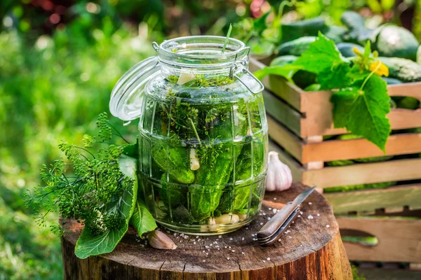 Hausgemachte eingelegte Gurken im Garten — Stockfoto